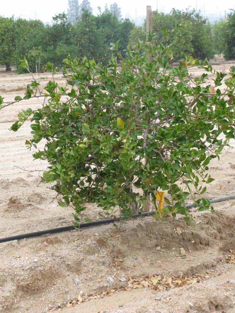            Habit (Riverside, CA)   